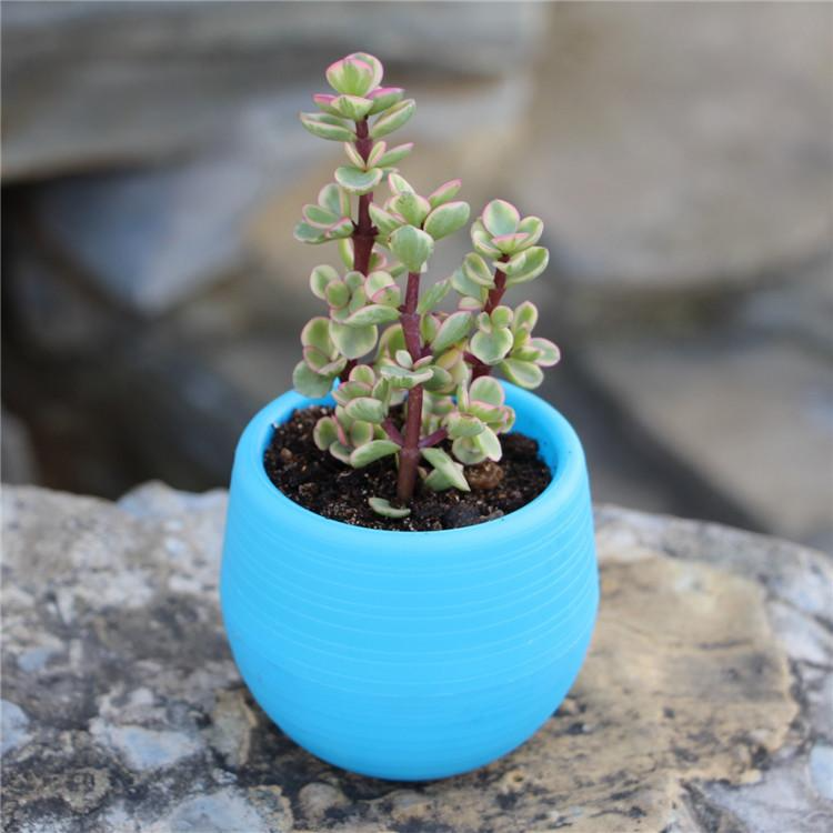 Desk Setup Plant - 1pcs 7*7cm Mini Pp Resin Plastic