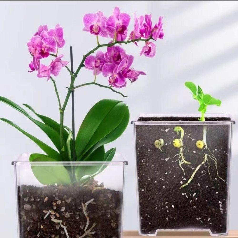 Transparent Material Acrylic P - Desk Setup Plant 리뷰 및 가격
