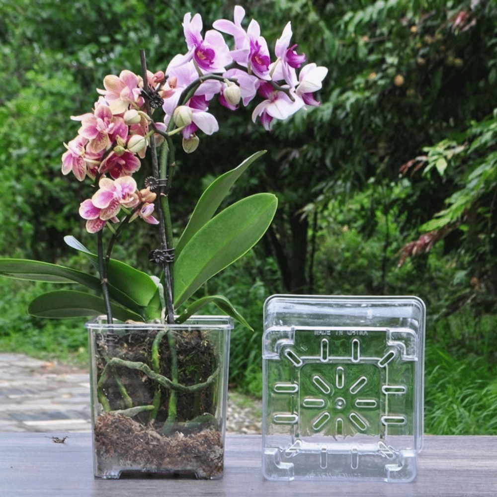 Transparent Material Acrylic P - Desk Setup Plant 리뷰 및 가격